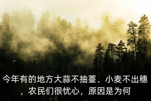 今年有的地方大蒜不抽薹、小麥不出穗，農民們很憂心，原因是為何