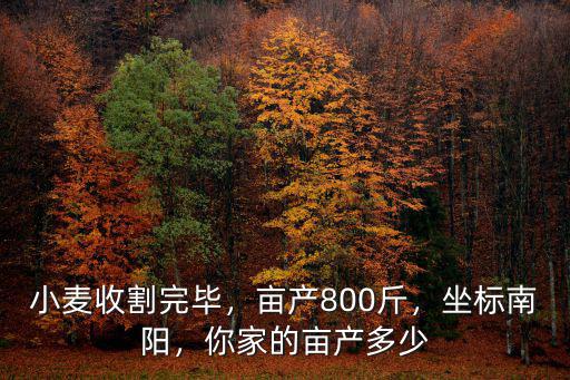 小麥?zhǔn)崭钔戤叄€產(chǎn)800斤，坐標(biāo)南陽(yáng)，你家的畝產(chǎn)多少
