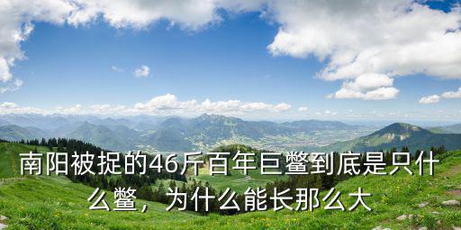 南陽被捉的46斤百年巨鱉到底是只什么鱉，為什么能長那么大