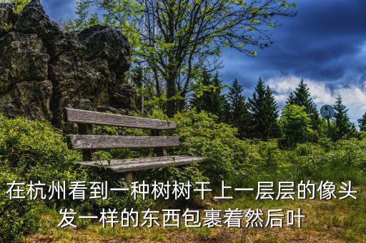 在杭州看到一種樹樹干上一層層的像頭發一樣的東西包裹著然后葉