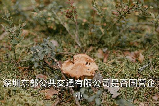 深圳東部公交，深圳東部公共交通有限公司是否國營企業