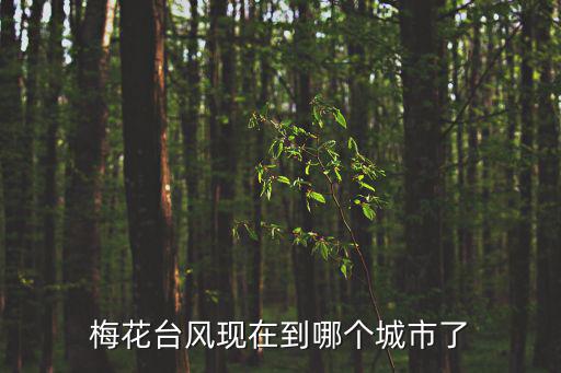 臺風最新消息今天，梅花臺風現在到哪個城市了