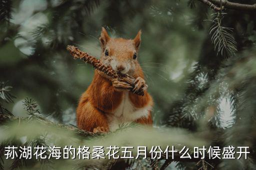 蓀湖花海的格桑花五月份什么時候盛開
