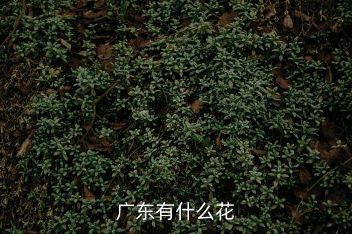 廣東省花，廣東的省花