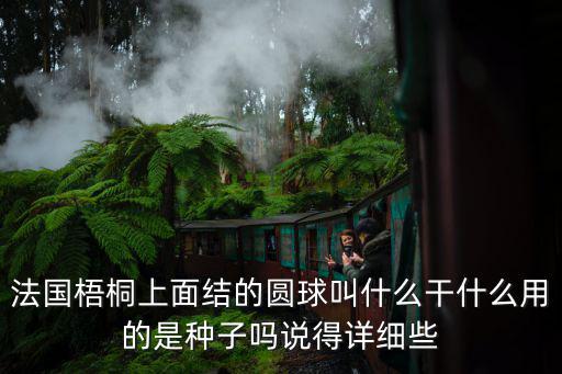 法國梧桐上面結(jié)的圓球叫什么干什么用的是種子嗎說得詳細些