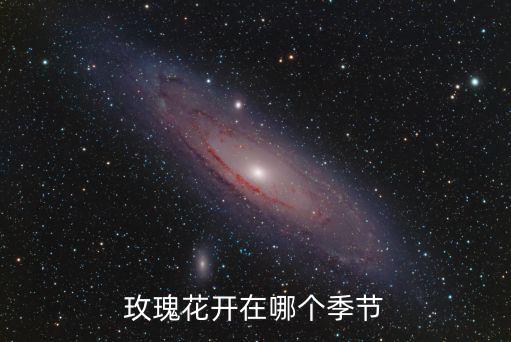 玫瑰花開的季節，玫瑰花開在幾月