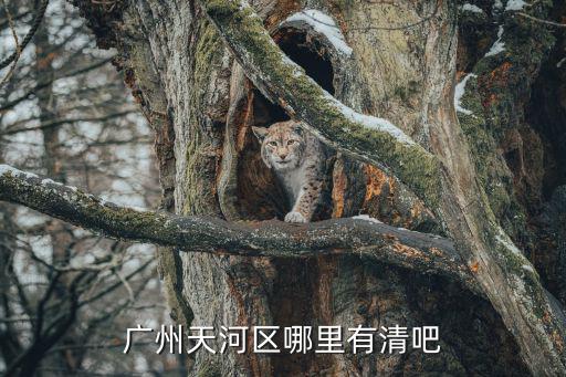 廣州天河區哪里有清吧