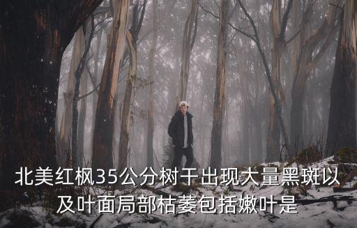 北美紅楓，北美紅楓35公分樹干出現(xiàn)大量黑斑以及葉面局部枯萎包括嫩葉是