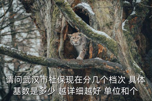 請問武漢市社保現(xiàn)在分幾個(gè)檔次 具體基數(shù)是多少 越詳細(xì)越好 單位和個(gè)