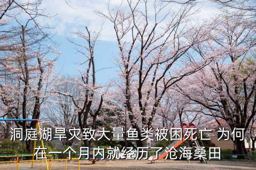 洞庭湖旱災(zāi)致大量魚類被困死亡 為何在一個(gè)月內(nèi)就經(jīng)歷了滄海桑田