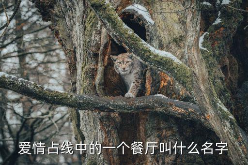 愛(ài)情占線中的一個(gè)餐廳叫什么名字