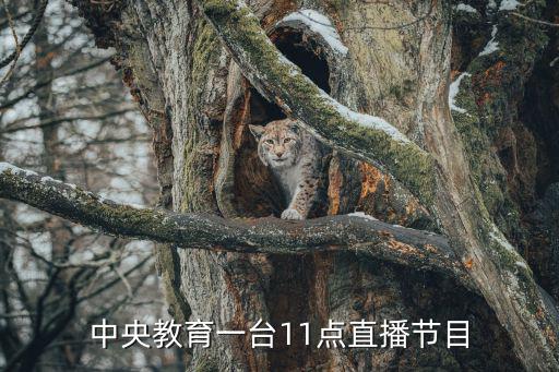中央教育一臺(tái)，中央教育一臺(tái)11點(diǎn)直播節(jié)目