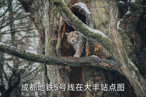 5號線線路圖，成都地鐵5號線在大豐站點圖