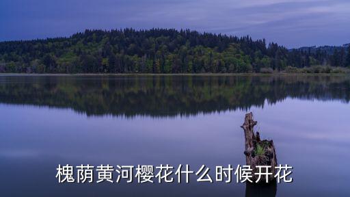 濟(jì)南櫻花，槐蔭黃河櫻花什么時(shí)候開花