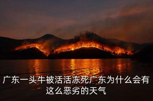 廣東一頭牛被活活凍死廣東為什么會有這么惡劣的天氣