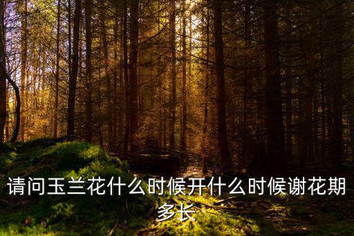 請問玉蘭花什么時候開什么時候謝花期多長