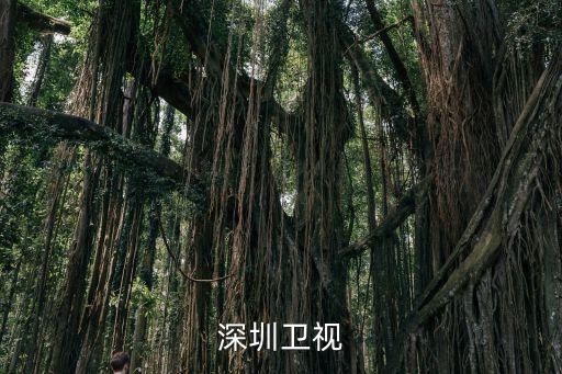 深圳衛(wèi)視在線直播電視，深圳衛(wèi)視