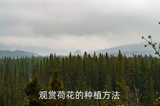 觀賞荷花的種植方法