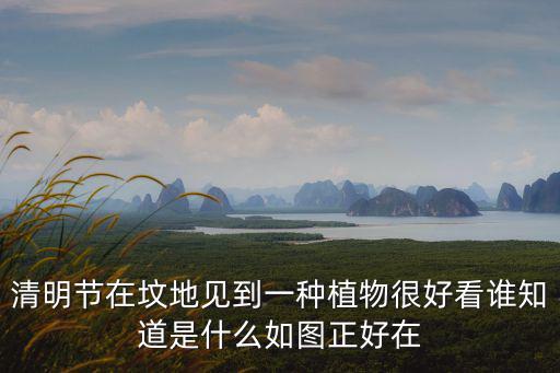 清明節在墳地見到一種植物很好看誰知道是什么如圖正好在