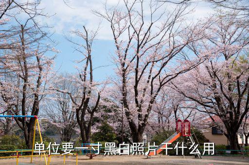 單位要一寸黑白照片干什么用
