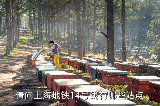請問上海地鐵14號線有哪些站點