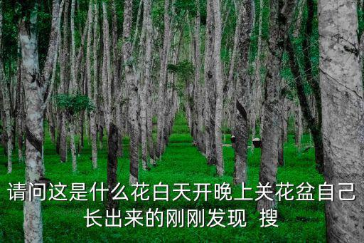 請問這是什么花白天開晚上關花盆自己長出來的剛剛發現  搜