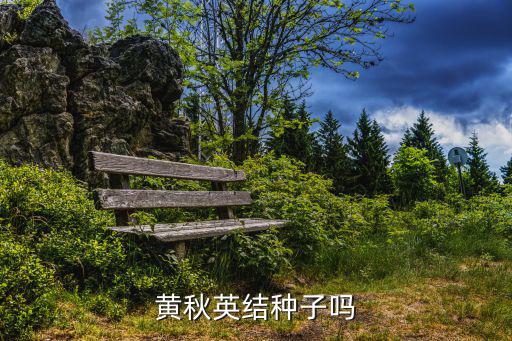 黃秋英結種子嗎