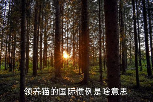 領養貓的國際慣例是啥意思