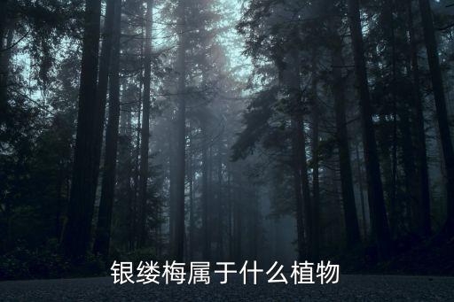 銀縷梅屬于什么植物