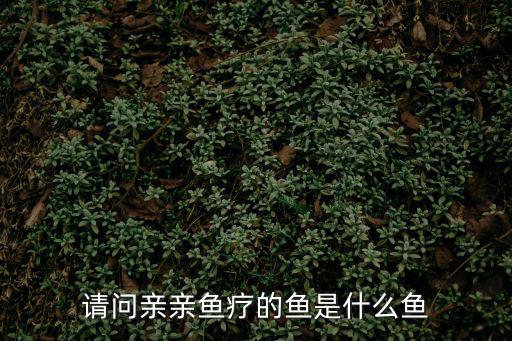 請問親親魚療的魚是什么魚