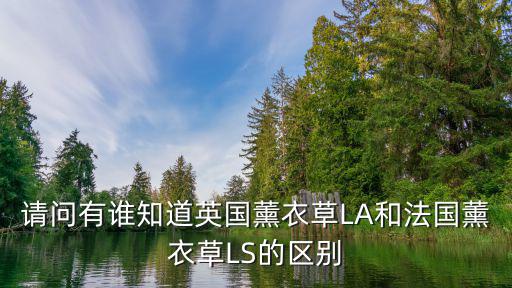 請(qǐng)問有誰知道英國薰衣草LA和法國薰衣草LS的區(qū)別