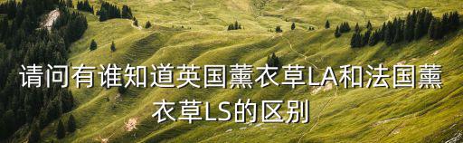 法國(guó)薰衣草，法國(guó)的薰衣草介紹法語(yǔ)版