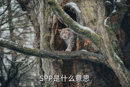 SPP是什么意思