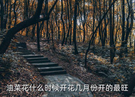 油菜花什么時候開花幾月份開的最旺
