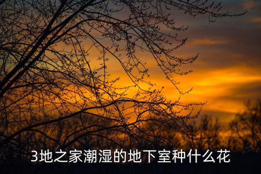 3地之家潮濕的地下室種什么花