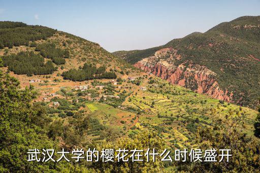 武漢大學的櫻花在什么時候盛開