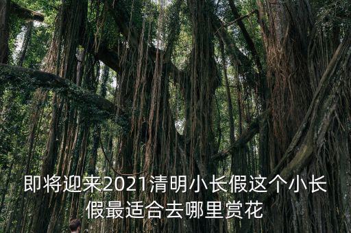 清明賞花，即將迎來2021清明小長假這個小長假最適合去哪里賞花