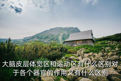 大腦皮層體覺區(qū)和運動區(qū)有什么區(qū)別對于各個器官的作用又有什么區(qū)別