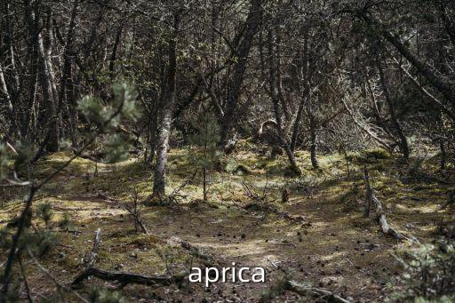 aprica