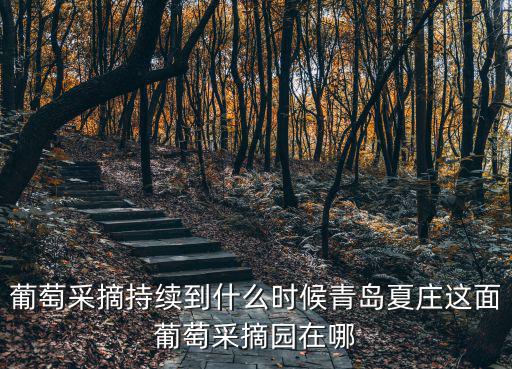 葡萄采摘持續到什么時候青島夏莊這面葡萄采摘園在哪
