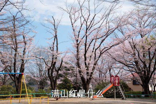 滿山紅是什么