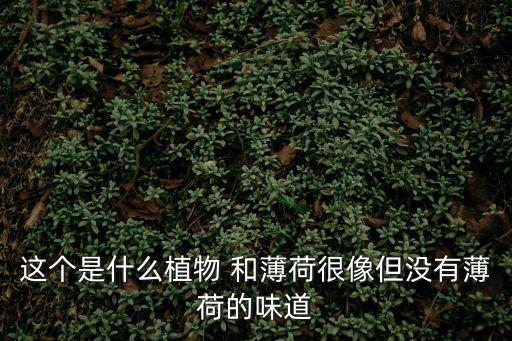 這個是什么植物 和薄荷很像但沒有薄荷的味道
