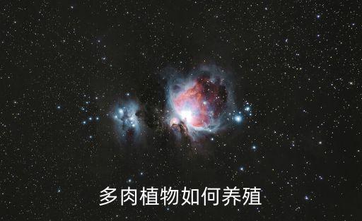 多肉植物種植，多肉植物如何養殖