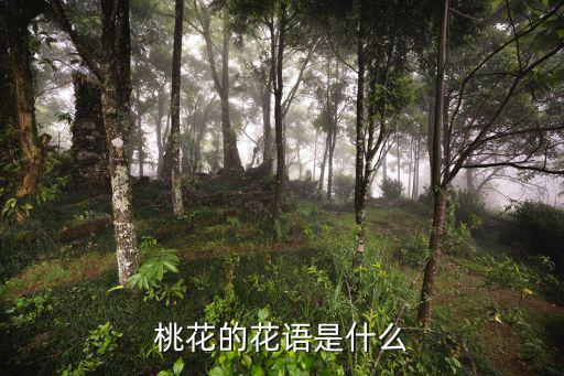 桃花的花語是什么
