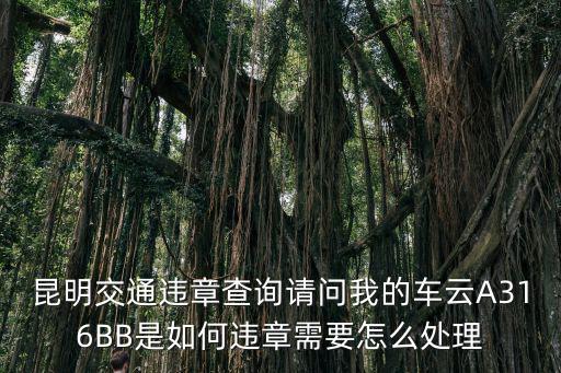 昆明交通違章查詢請問我的車云A316BB是如何違章需要怎么處理