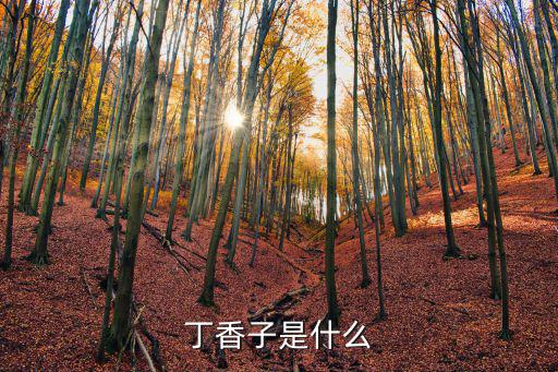 丁香子是什么