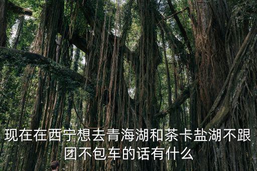 現在在西寧想去青海湖和茶卡鹽湖不跟團不包車的話有什么