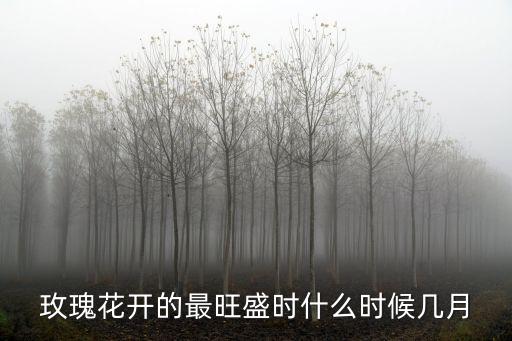 玫瑰花開的最旺盛時什么時候幾月