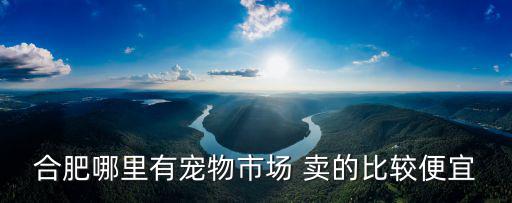 合肥哪里有寵物市場 賣的比較便宜