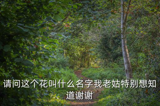 請問這個花叫什么名字我老姑特別想知道謝謝